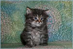 Male Siberian Kitten from Deedlebug Siberians